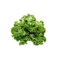 Wholesale Local Farm Fresh Kale, Local- Bulk