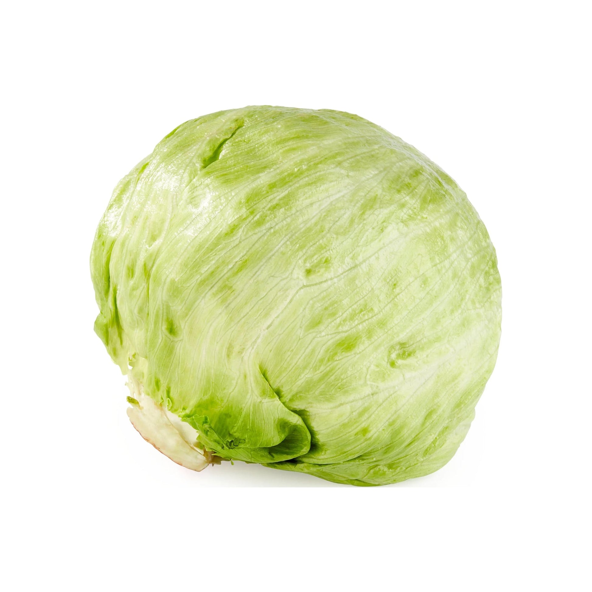 Wholesale Dix Farms Iceberg Lettuce- Bulk