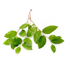 Wholesale Dix Farms Lemon Salal Tip Leaves- Bulk