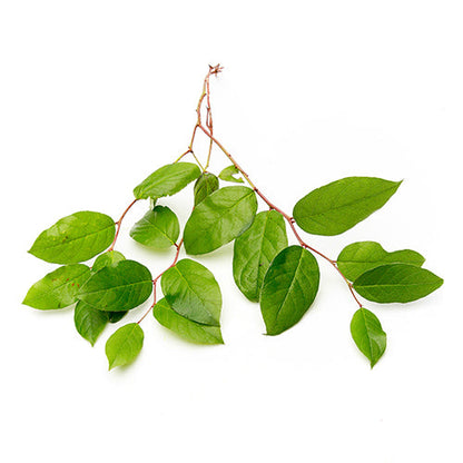 Wholesale Dix Farms Lemon Salal Tip Leaves- Bulk
