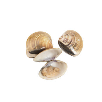 Wholesale Pana Pesca Clams in Shell 11-16 Ct/lb 1lb- Bulk