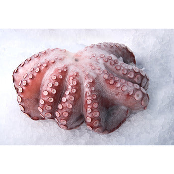 Wholesale Fao 34 Octopus 8-10 Lb 28lb- Bulk