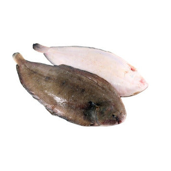 Wholesale Censea Whole Dover Sole 16-20 Oz 25lb- Bulk
